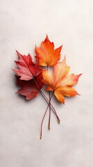 Sticker - Maple leaves on white background, autumn background with copy space.	