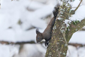 Wall Mural - A cute european red squirrel climbs on a tree strain. Winter scene with a squirrel.  Sciurus vulgaris