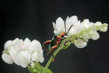 A frog leg beetle is looking for food in a wildflower. This insect has the scientific name Sagra sp. 