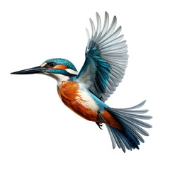 Wall Mural - kingfisher flying isolated on white