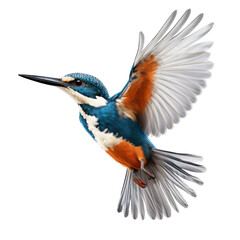 Wall Mural - kingfisher flying isolated on white