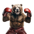 © Ifdal - bear using boxing gloves