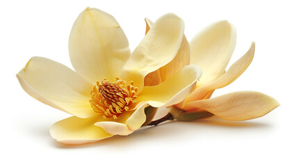 Wall Mural - Yellow magnolia flower isolated on white background with full depth of field