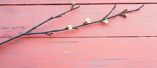 Fototapete - a willow branch on a pink wooden surface. with copy space image. Place for adding text or design