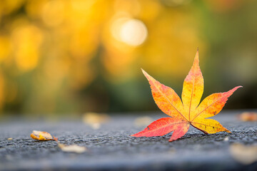 beautiful colorful leaf lying on a park bank fall