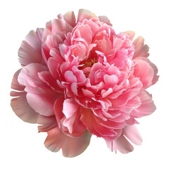 Wall Mural - peony flowers isolated on white.