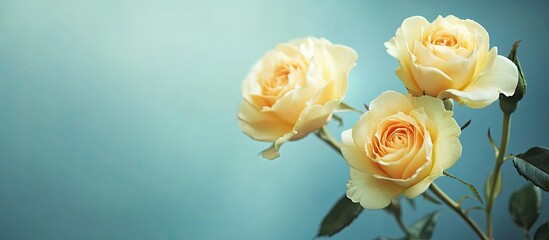Poster - Close up of yellow roses against a blue background with soft selective focus. with copy space image. Place for adding text or design