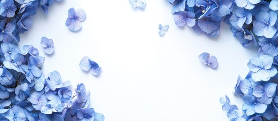 Poster - Blue hydrangea flowers on a white background top view with copyspace
