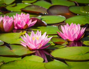 Wall Mural - Pink water lilies on a pond in the garden .