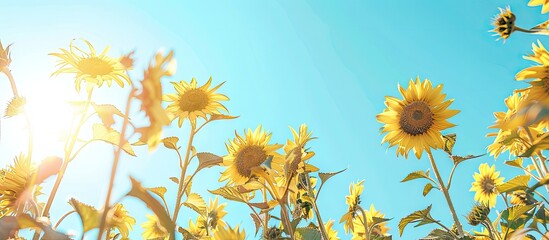Aufkleber - Sunflowers are blossoming under the sunlight on a clear day providing copy space