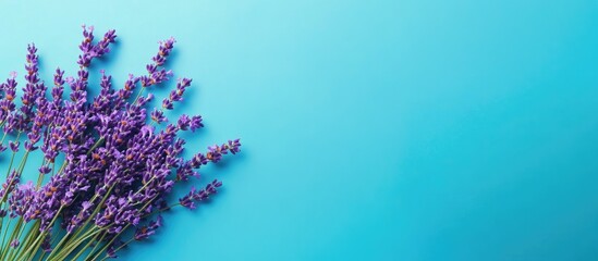 Aufkleber - A cluster of fresh lavender on a bright blue background Purple flowers A greeting floral card featuring space for text Top view copy space