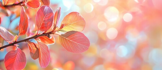 Poster - Saskatoon Amelanchier alnifolia branch featuring vibrant leaves set against a blurred background The focus is selective with a shallow depth of field. with copy space image
