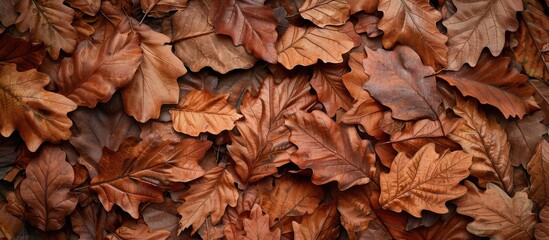 Autumn backdrop on a brown surface with copy space Autumn leaves against a beige background Oak leaves