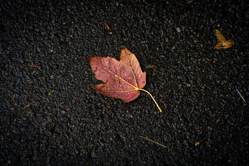 A fallen tree leaf announcing autumn...