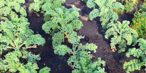 Wall Mural - A row of green plants with a few orange flowers in the background. The plants are growing in a dirt field