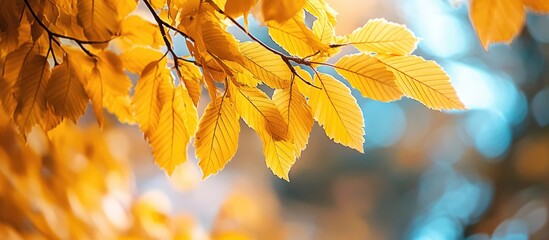 Wall Mural - yellow chestnut leaves on the tree golden foliage in an autumn park yellow leaves with a blurred bac