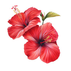 Wall Mural - Red Hibiscus Flowers Illustration with Leaves