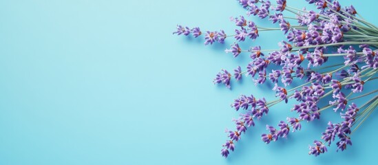 Aufkleber - A cluster of fresh lavender on a bright blue background Purple flowers A greeting floral card featuring space for text Top view copy space