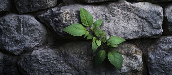 Aufkleber - Leaves of a green plant emerging from a stone wall. with copy space image. Place for adding text or design