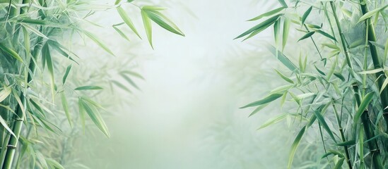 Poster - Bamboo trees bamboo plants bamboo woodland. with copy space image. Place for adding text or design