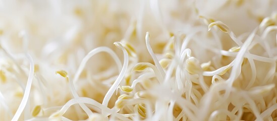 Poster - Close up of fresh raw beansprouts with copyspace