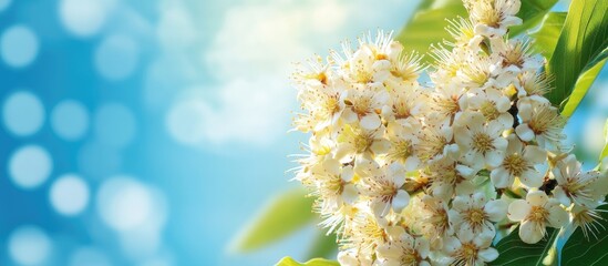 Wall Mural - Lovely blooming chestnuts set against the blue sky. with copy space image. Place for adding text or design