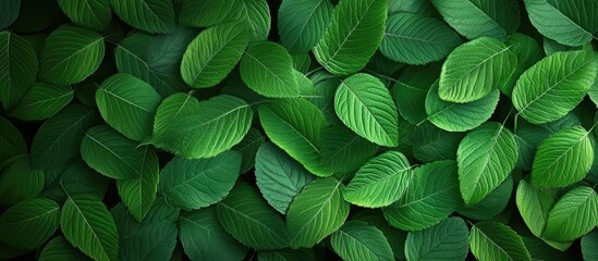 Poster - Background with a pattern of fresh green leaves. with copy space image. Place for adding text or design