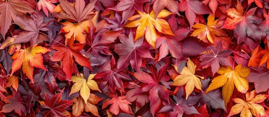 Wall Mural - maple leaves in autumn on a white background seasonal autumn frame copyspace for text