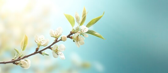 Aufkleber - Apricot branch featuring the first delicate leaves of spring in sunny weather copyspace