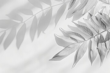 Wall Mural - minimalistic white background with a barely-there, soft shadow of a leaf pattern
