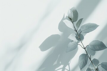 Wall Mural - minimalistic white background with a barely-there, soft shadow of a leaf pattern