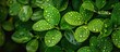 © vxnaghiyev - Green leaves natural background wallpaper water droplets on leaves. with copy space image. Place for adding text or design