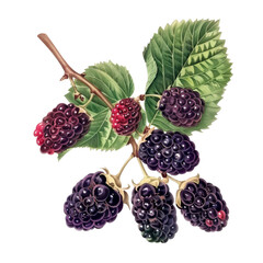 Poster - A branch with ripe blackberries and leaves isolated on white background.