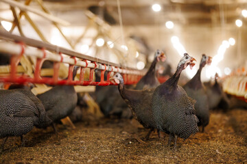 guinea fowl in poultry farm setting, selective focus