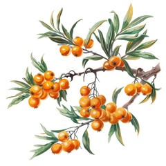 Wall Mural - Watercolor illustration of a branch with orange berries.