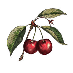 Wall Mural - Two red cherries on a branch with green leaves.