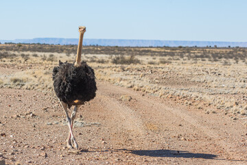 vogelstrauss in der kalahari