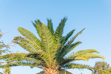 Wall Mural - Palm tree with green leaves on blue background