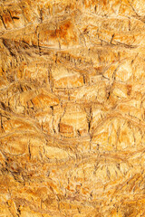 Wall Mural - Palm tree bark tropical texture. Cracked wood texture background. Closeup palm bark