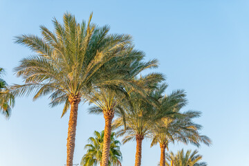 Wall Mural - Palm tree with green leaves on blue background