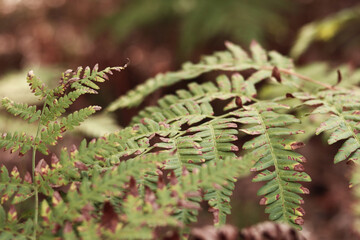 Fern leaves with brown spots. Ferns in the forest in summer, close-up. Vegetation. Natural background