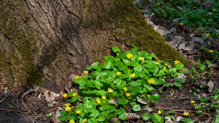 Wall Mural - Green foliage and yellow flowers on the bark of the oak barrel.