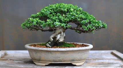 Wall Mural - Bonsai with smooth leaves and a compact shape, presented on a neutral background to highlight its beauty