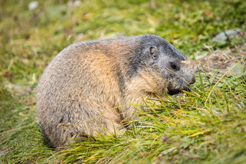 Cute marmot in the grass searching for food