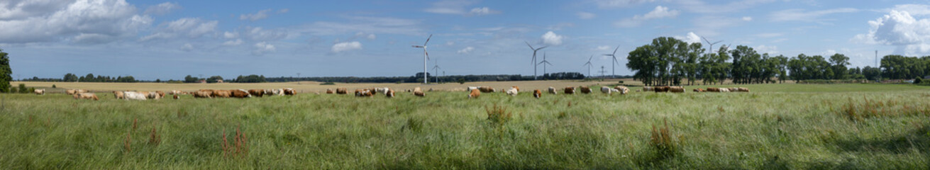 Wall Mural - Field and hills with cows. Windmills in the back.. Marlow.. Mecklenburg Vorpommern East Germany. Baltic Sea. Panorama. 