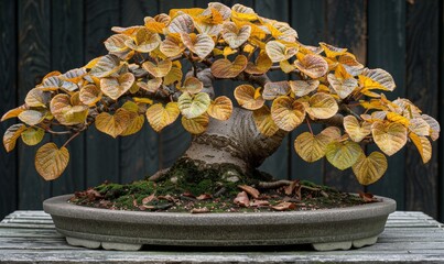 Wall Mural - Bonsai with smooth leaves and a compact shape, highlighted by a clean background 