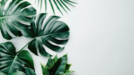 Canvas Print - Tropical leaves on white, minimal summer concept with space.