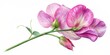 © Sirinporn - Delicate pink sweet pea flower blooms on a purple stem, softly illustrated in watercolor style, isolated on a crisp white background, evoking gentle elegance.
