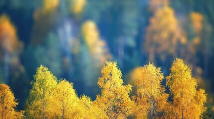 Wall Mural - Background Blur. Colourful Autumn Forest with Bright Yellow and Green Blurred Against Dark Blue Sky