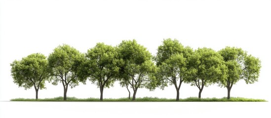 Poster - A group of green elm trees isolated against a white background symbolizes nature ecology conservation strength endurance force and life. with copy space image. Place for adding text or design